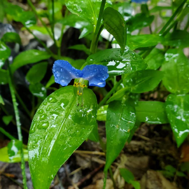 Plant image Commelina Communis