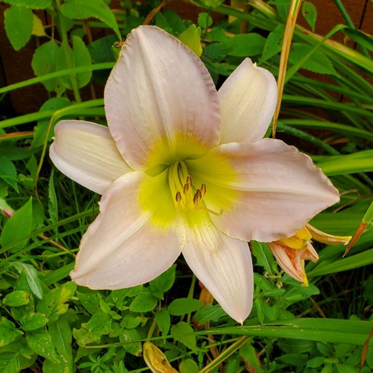 Plant image Hemerocallis 'Catherine Woodbery'