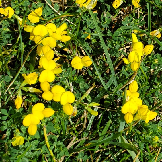 Plant image Lotus corniculatus