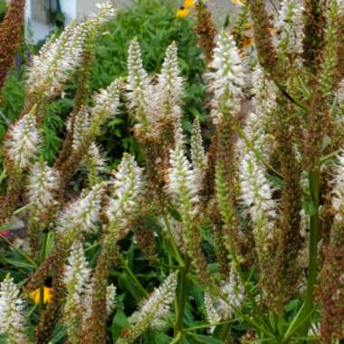 Veronicastrum virginicum 'Album'