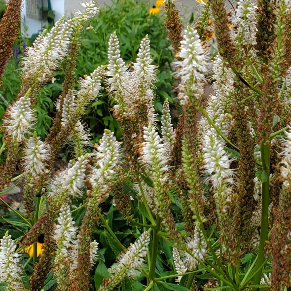 Plant image Veronicastrum virginicum 'Album'