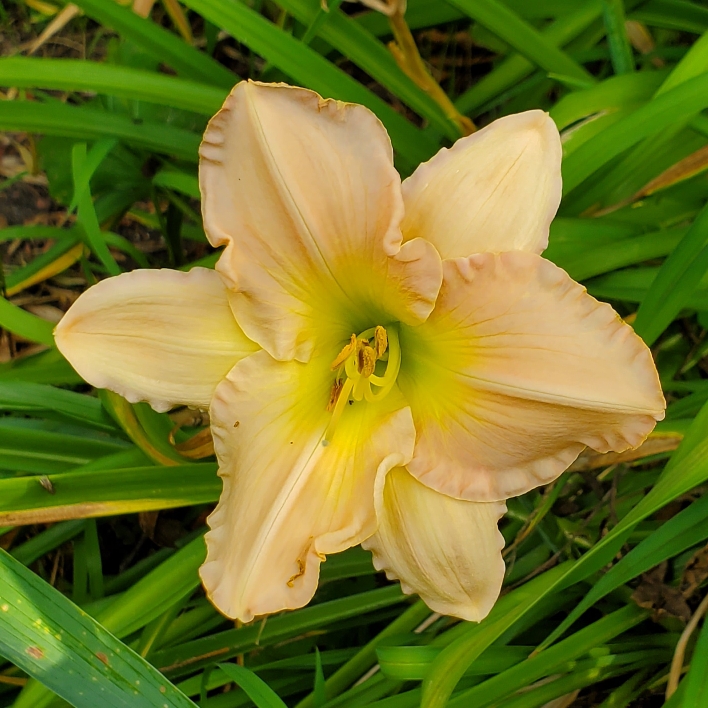 Plant image Hemerocallis 'Barbara Mitchell'