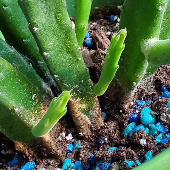 Plant image Stapelia