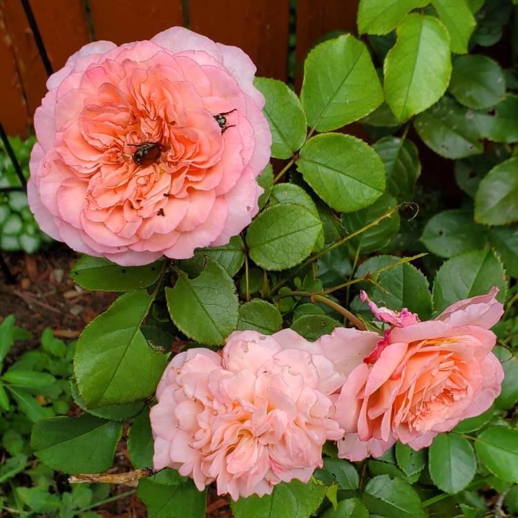 Plant image Rosa 'Korvioros' syn. Rosa 'Savannah Sunbelt', Rosa 'Savannah'