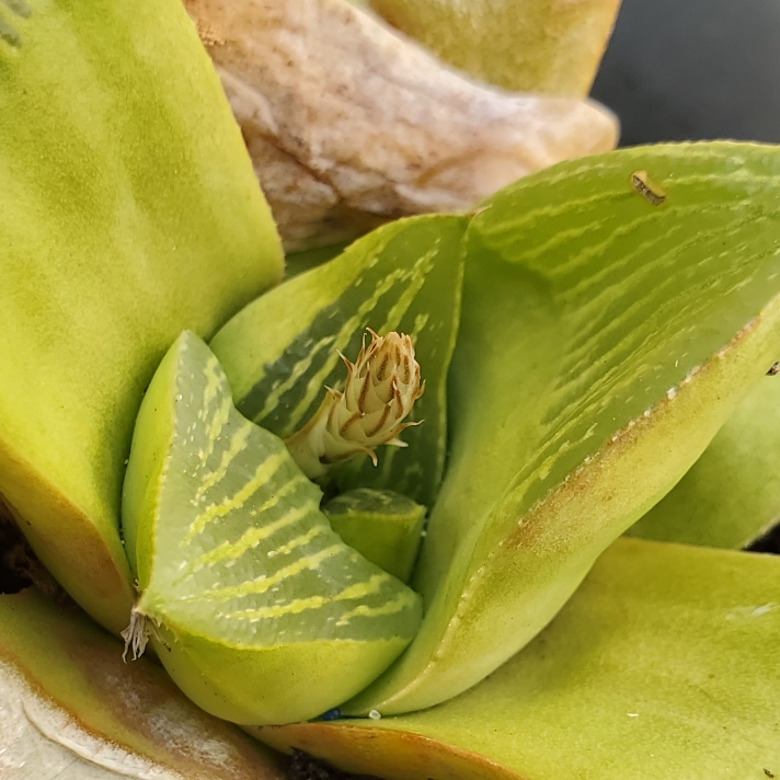 Plant image Haworthia retusa