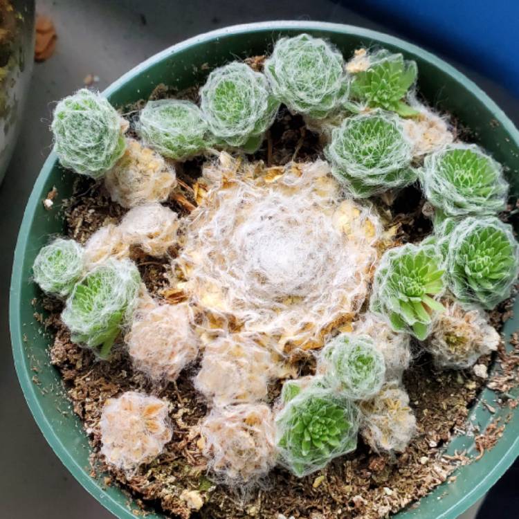 Plant image Sempervivum arachnoideum 'Arctic White'