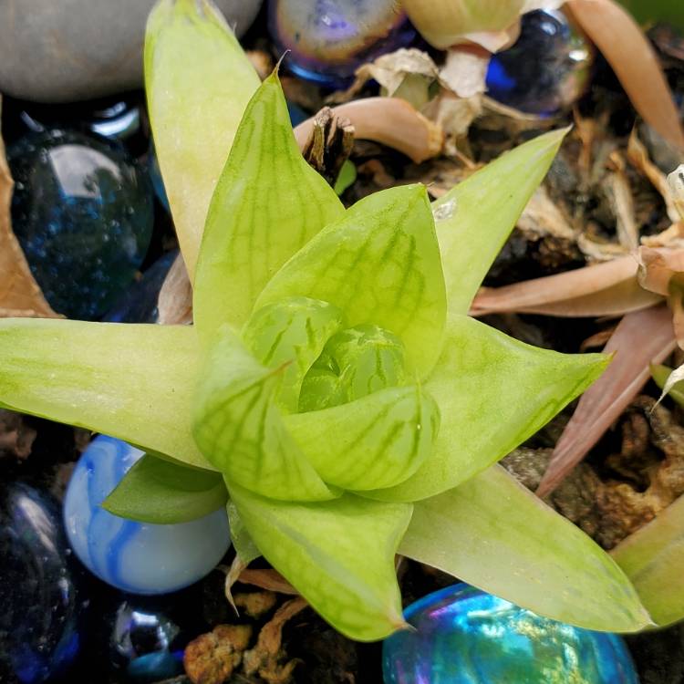 Plant image Haworthia cymbiformis f. variegata