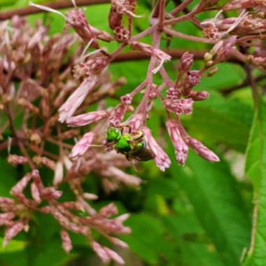 Eutrochium maculatum 'Gateway' syn. Eupatorium maculatum 'Gateway'