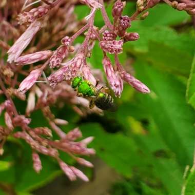 Eutrochium maculatum 'Gateway' syn. Eupatorium maculatum 'Gateway'