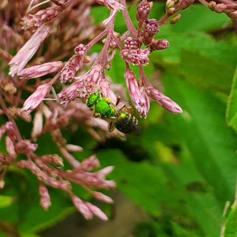 Plant image Eutrochium maculatum 'Gateway' syn. Eupatorium maculatum 'Gateway'