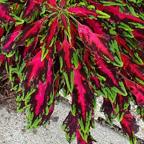 Plant image Plectranthus scutellarioides 'FlameThrower™ Chili Pepper'