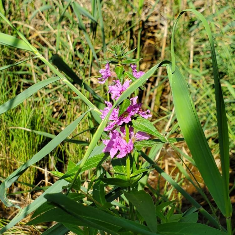 Plant image Lysimachia salicaria syn. Lythrum salicaria