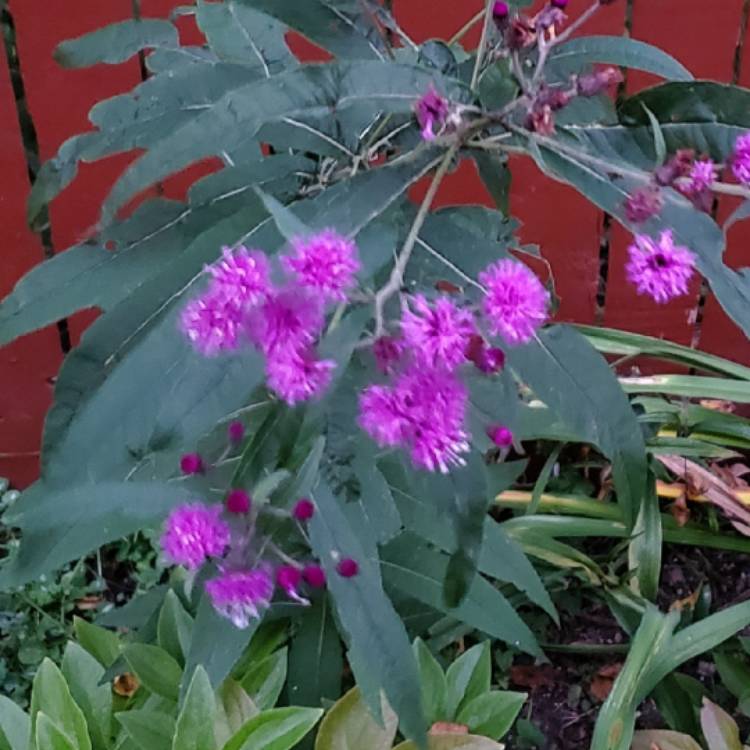 Plant image Vernonia gigantea