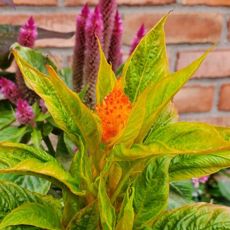 Plant image Celosia argentea plumosa