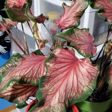 Caladium 'Florida Sweetheart'