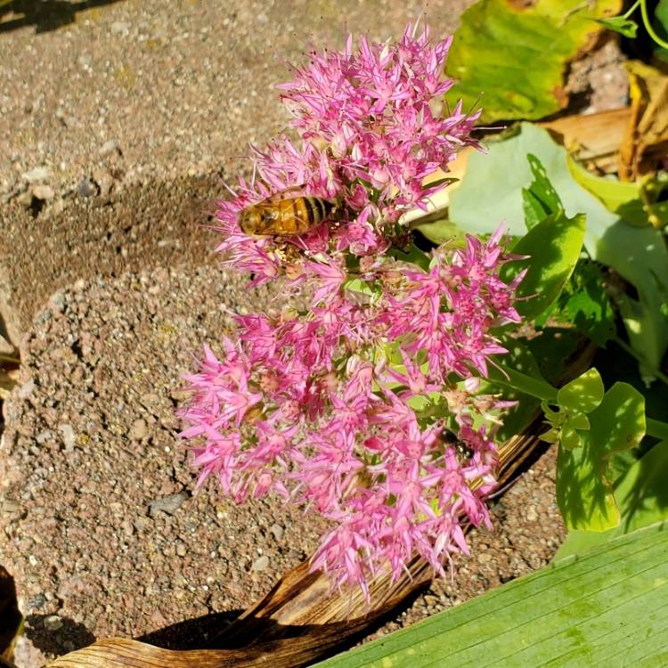 Plant image Sedum Neon