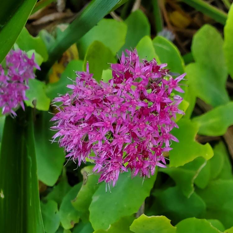 Plant image Sedum Neon