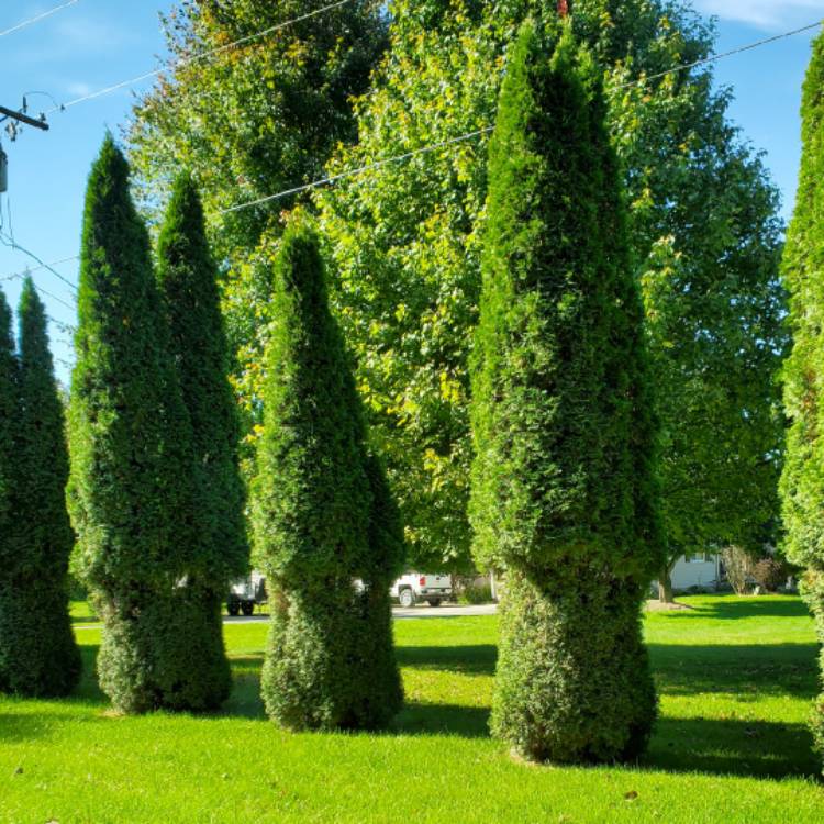 Plant image Thuja occidentalis