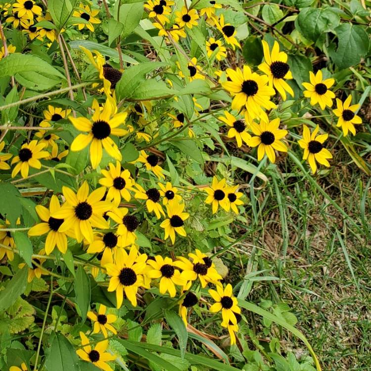 Plant image Rudbeckia Triloba