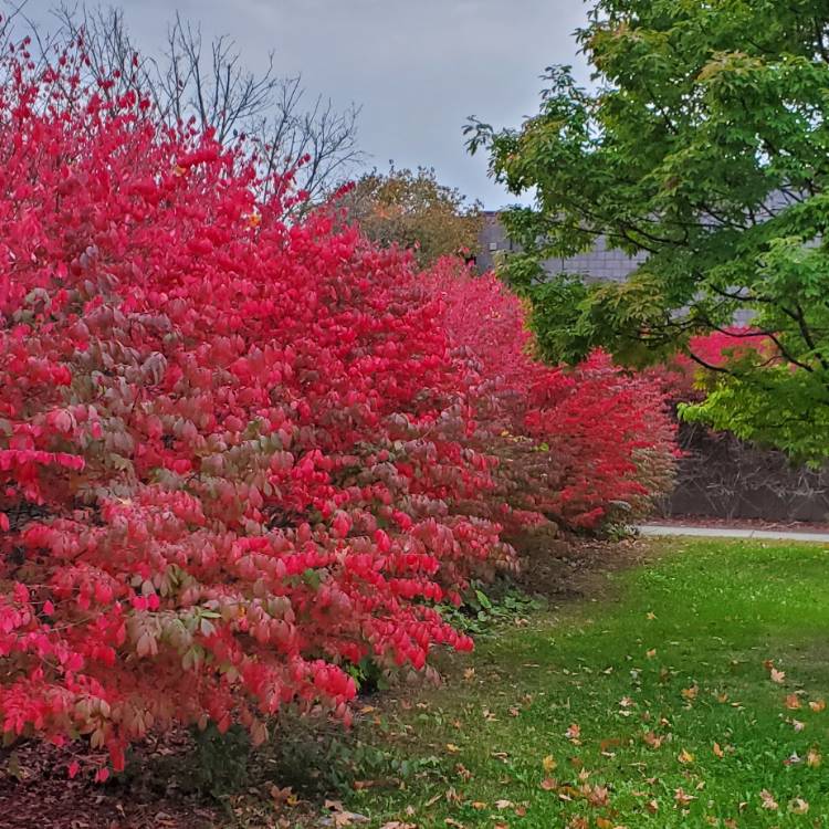 Plant image Euonymus Alata