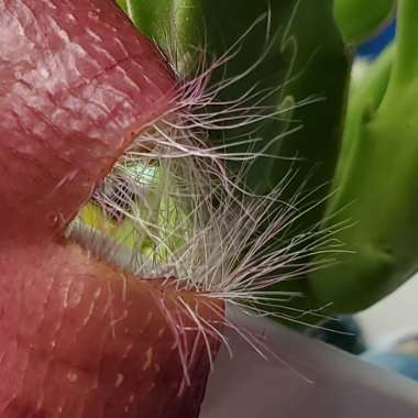 Stapelia Grandiflora