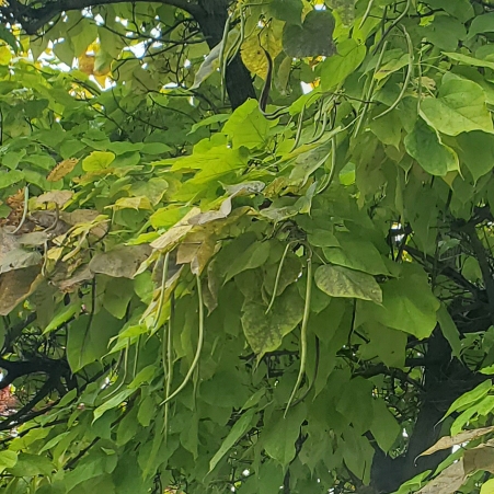 Plant image Catalpa speciosa  syn. Catalpa cordifolia