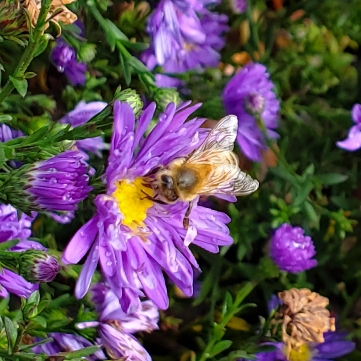 Plant image Symphyotrichum novae-angliae