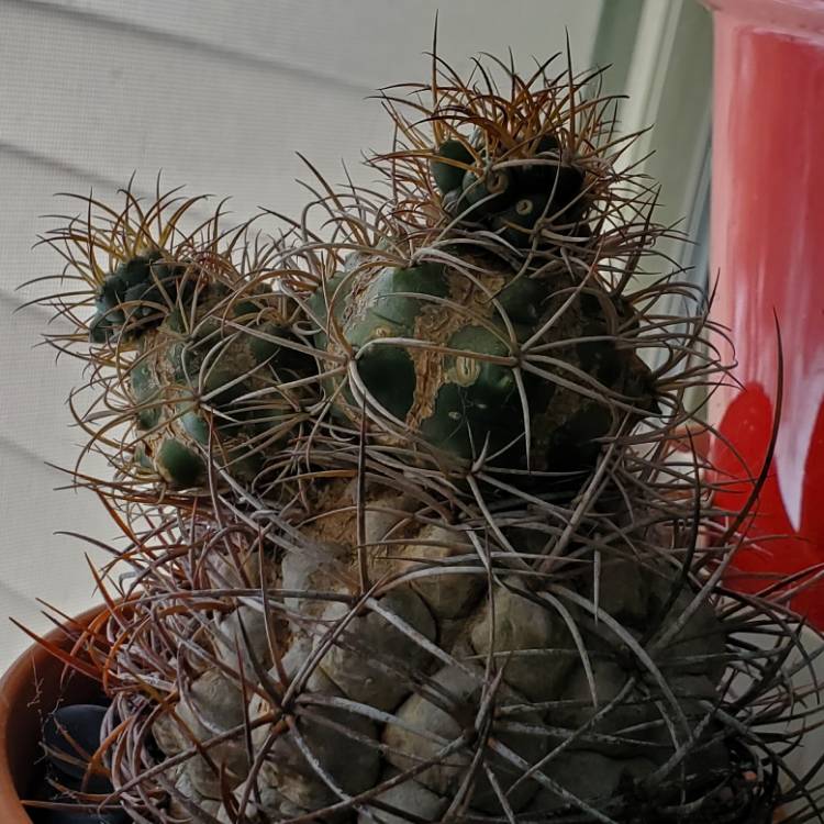 Plant image Gymnocalycium saglionis