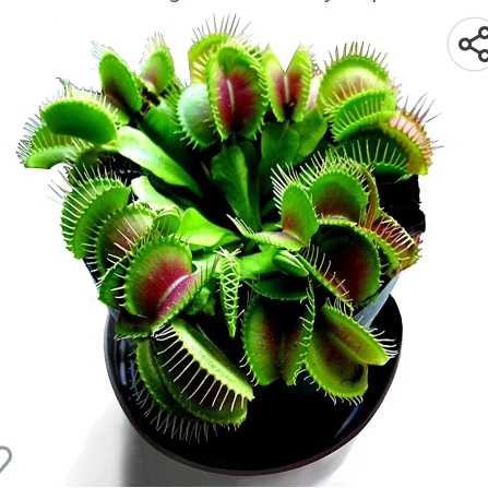 Plant image Dionaea muscipula Akai ryu Red dragon