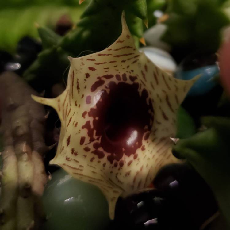 Plant image Huernia Zebrina