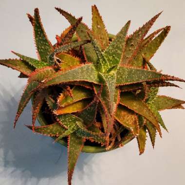 Aloe 'Christmas Carol'