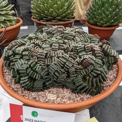 Plant image Haworthia truncata