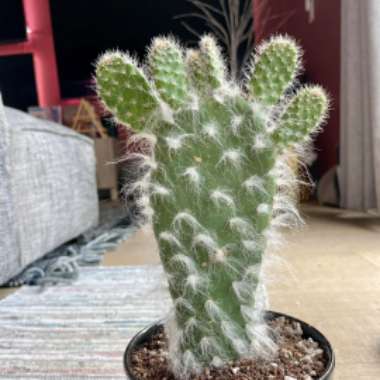 Opuntia