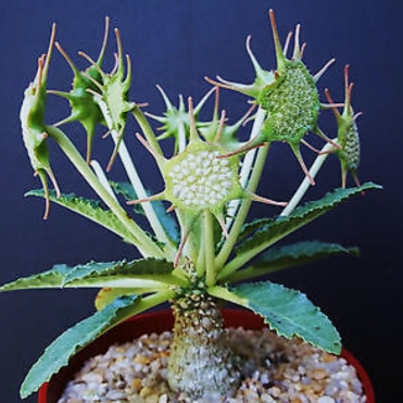 Plant image Dorstenia Horwoodii