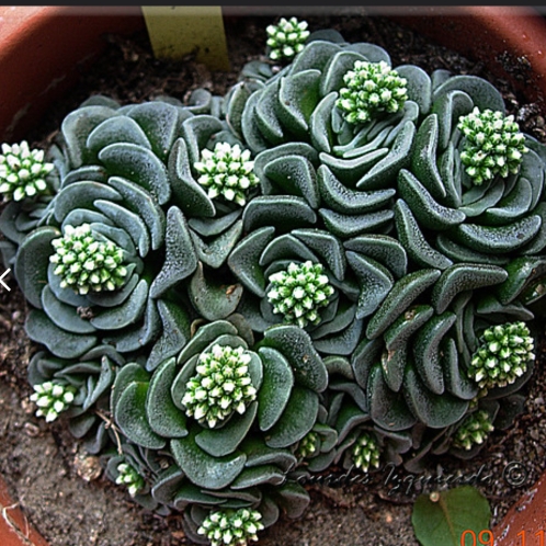 Plant image Crassula 'Celia'