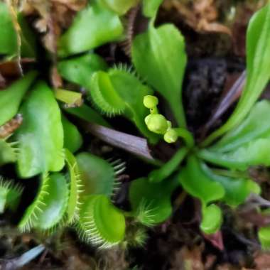 Dionaea muscipula