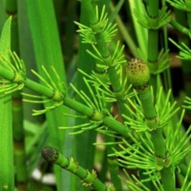 Equisetum fluviatile