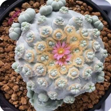 Lophophora fricii