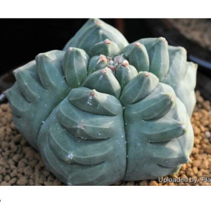 Plant image Astrophytum myriostigma