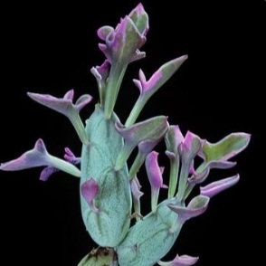 Plant image Senecio Articulatus Variegatus