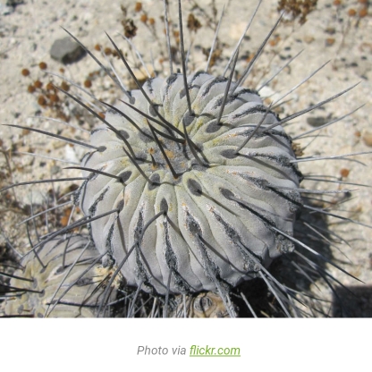 Plant image Copiapoa dealbata