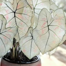 Plant image Caladium 'Strawberry Star'