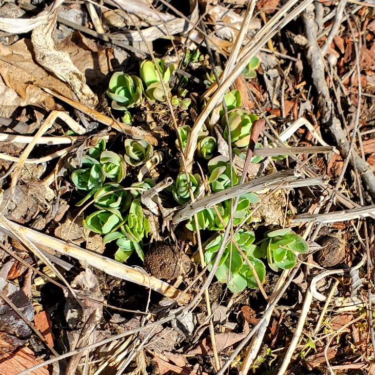 Plant image Sedum Neon