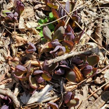 Mertensia virginica syn. Mertensia pulmonarioides