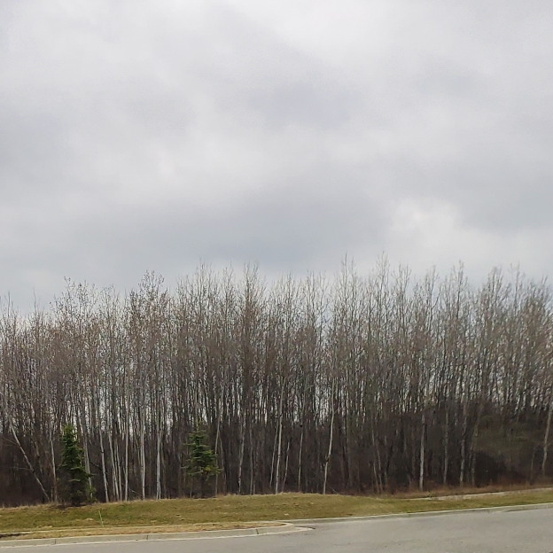 Plant image Betula papyrifera