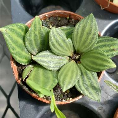 Peperomia Tetragona