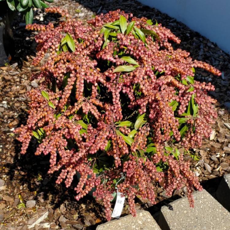 Plant image Pieris japonica 'Katsura'