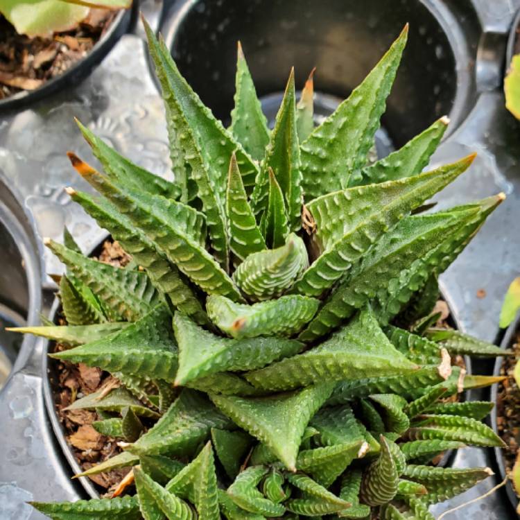 Plant image Haworthiopsis Limifolia var. Sriata