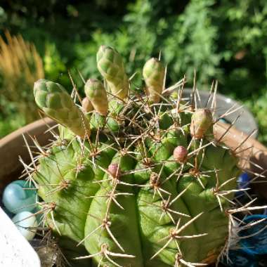 Gymnocalycium