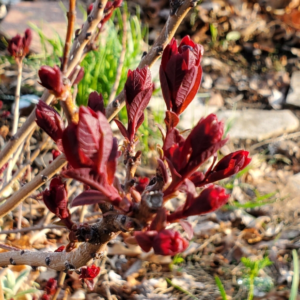 Plant image Cotinus